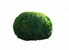 Bukszpan wieczniezielony formowany DUŻE SADZONKI 50-60 cm (Buxus sempervirens)